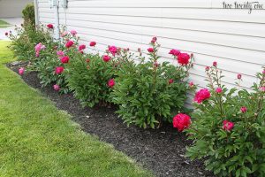 How to Transplant Peonies