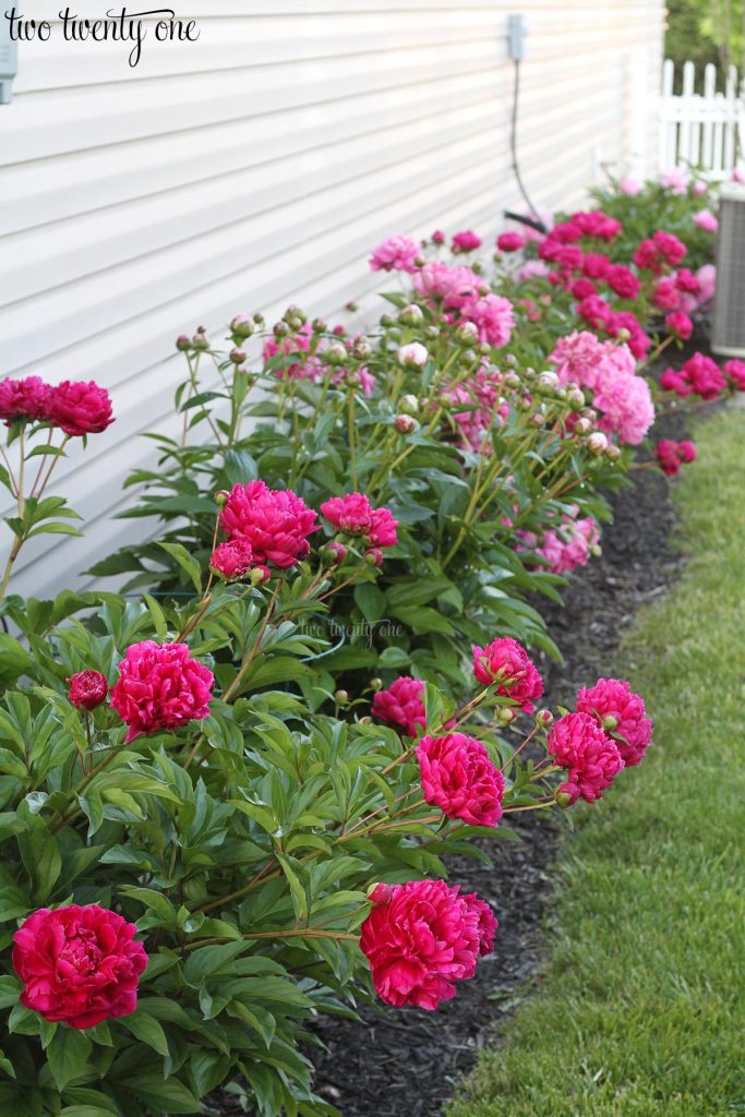 row of pink peony bushes