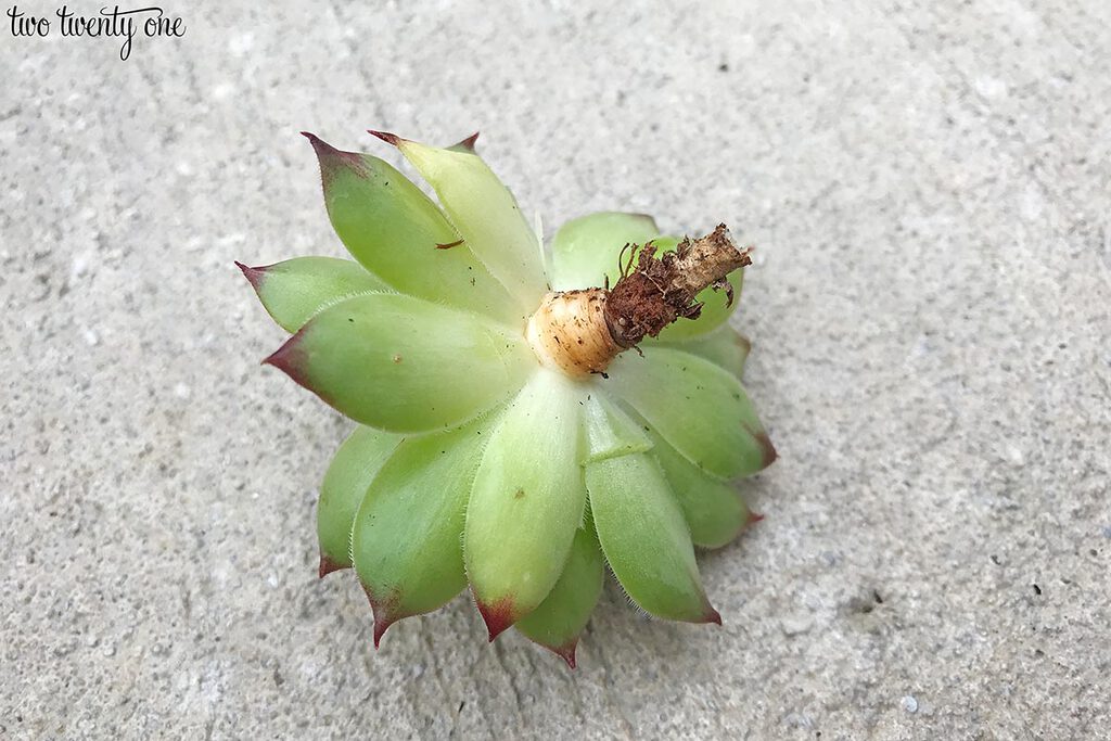 propagation du Sempervivum tectorum