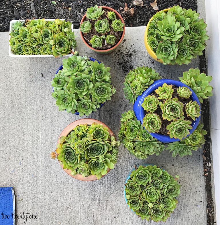 How To Re Plant Hens And Chicks