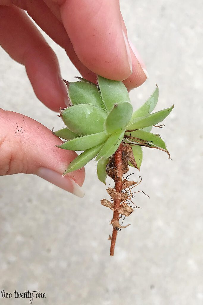 jeune Sempervivum tectorum