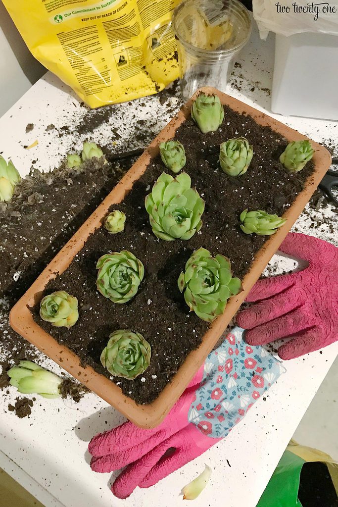 ré-plantation de poules et de poussins dans une jardinière en terre cuite