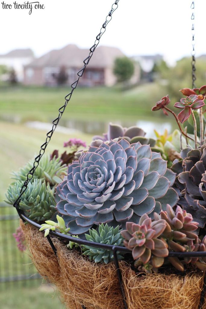 Summer to Fall Succulents