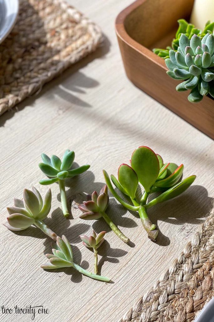 Succulent Planter Ideas for a Table Setting